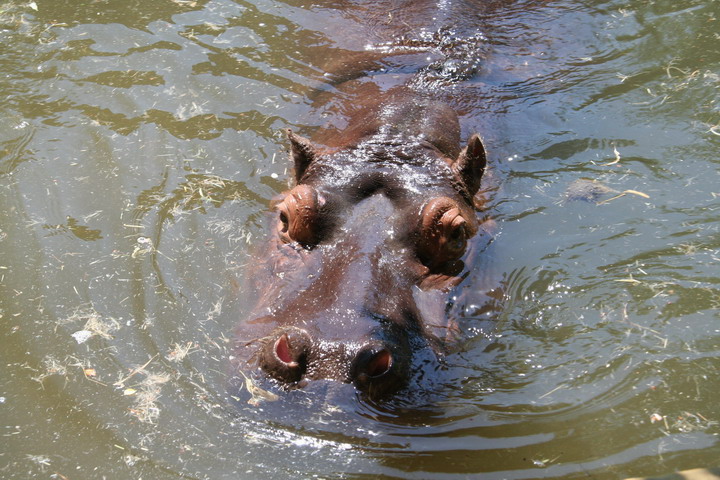 Hippo_08_0018.JPG